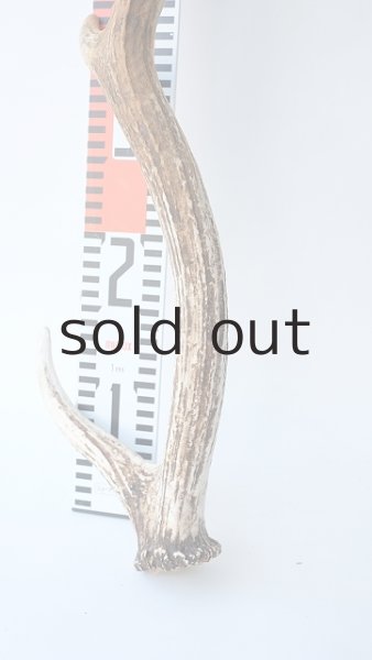 画像6: デコール用二ホンジカの角 (6)