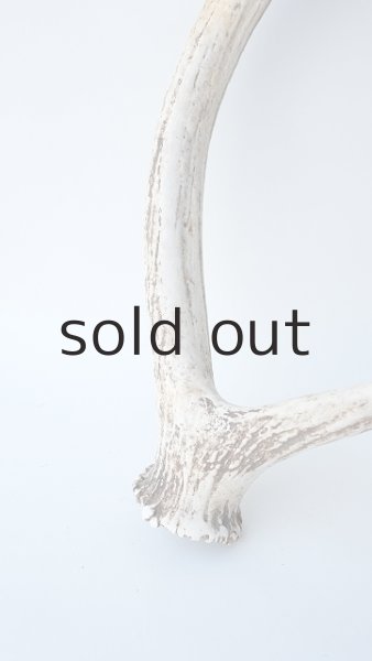 画像2: デコール用二ホンジカの角 (2)