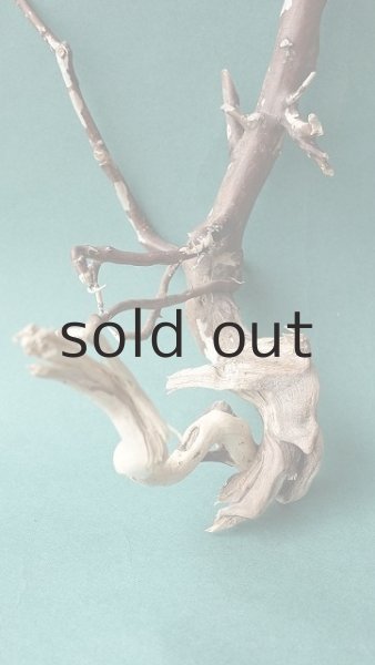 画像2: 流木根 (2)