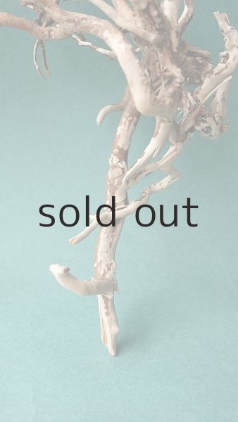 画像6: 流木根 (6)