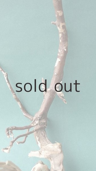 画像3: 流木根 (3)