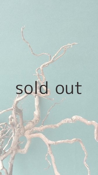 画像4: 流木根 (4)