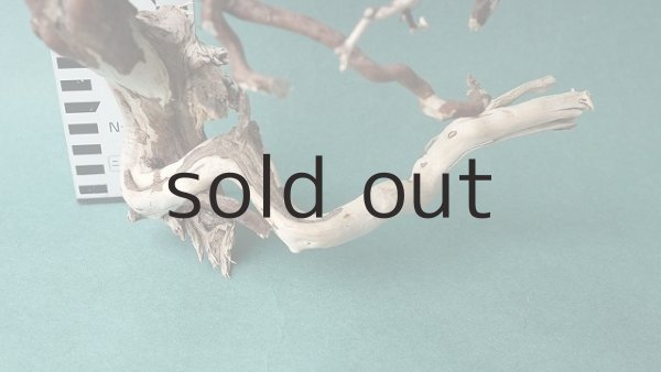 画像5: 流木根 (5)