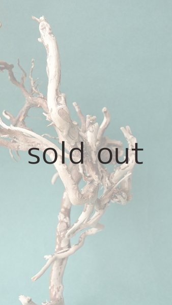 画像7: 流木根 (7)