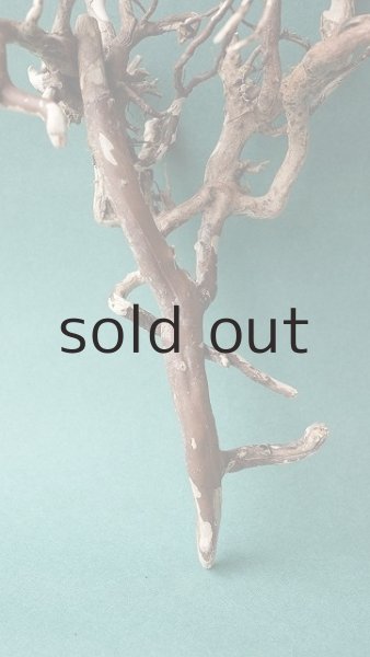 画像2: 流木根 (2)