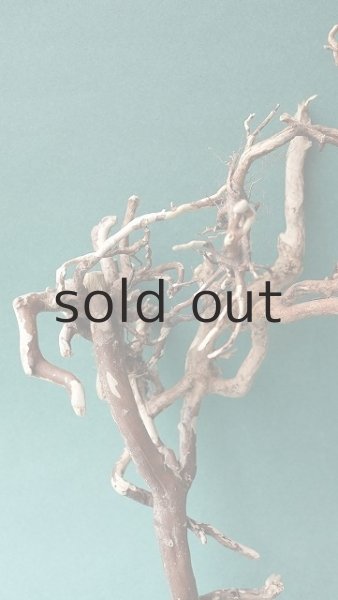 画像3: 流木根 (3)