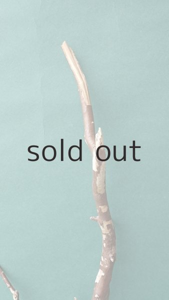 画像4: 流木根 (4)