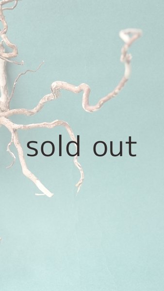 画像5: 流木根 (5)