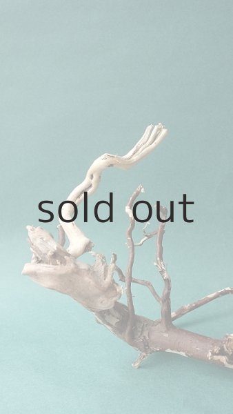 画像6: 流木根 (6)