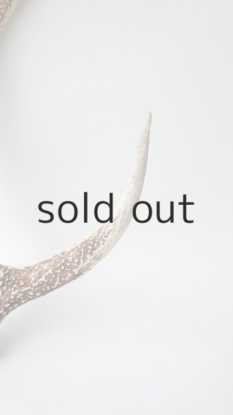 画像3: デコール用二ホンジカの角 (3)