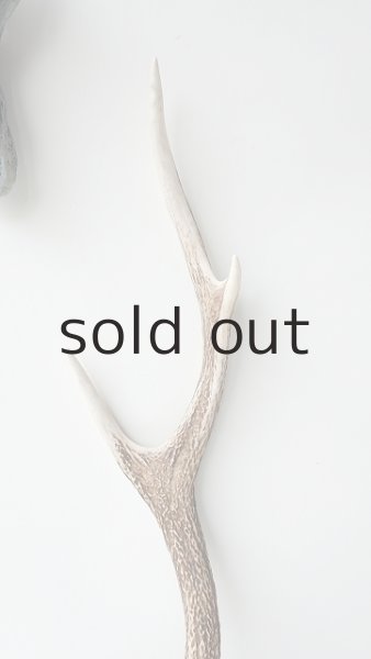 画像3: デコール用二ホンジカの角 (3)