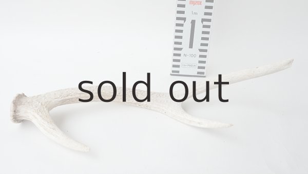 画像4: デコール用二ホンジカの角 (4)