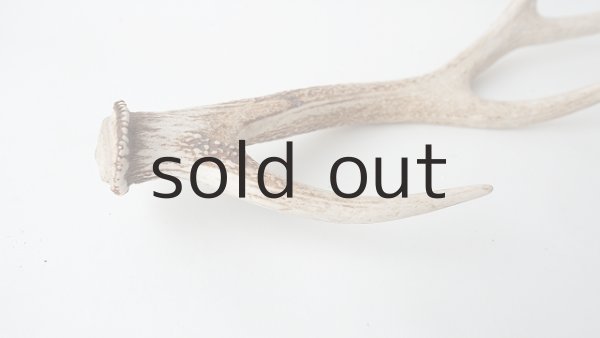 画像4: デコール用二ホンジカの角 (4)