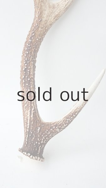 画像2: デコール用二ホンジカの角 (2)