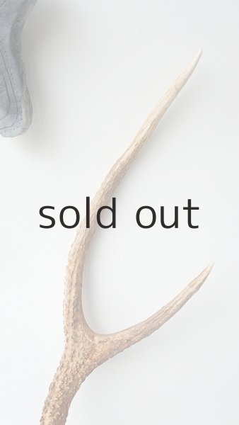 画像3: デコール用二ホンジカの角 (3)