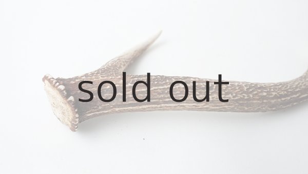 画像4: デコール用二ホンジカの角 (4)