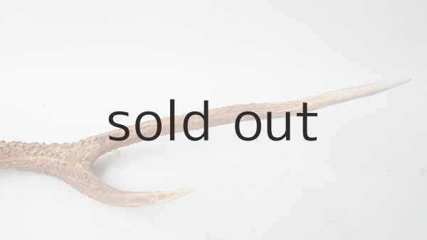 画像5: デコール用二ホンジカの角 (5)