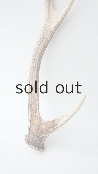 画像2: デコール用二ホンジカの角 (2)