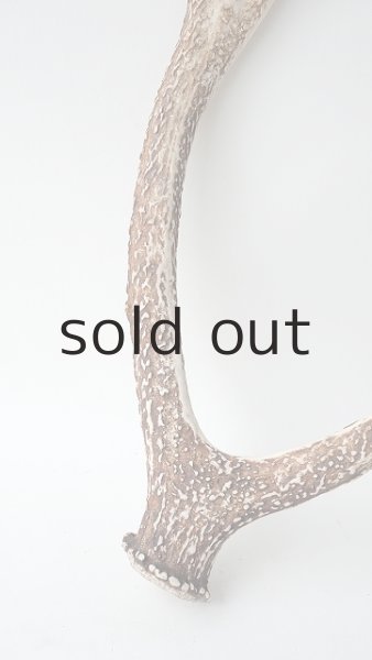 画像2: デコール用二ホンジカの角 (2)