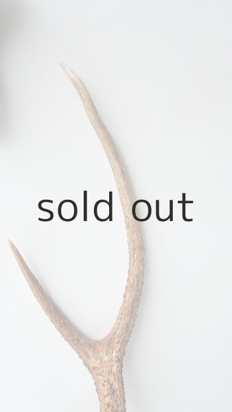 画像3: デコール用二ホンジカの角 (3)