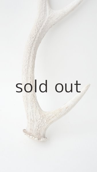 画像2: デコール用二ホンジカの角 (2)