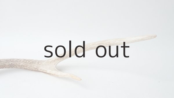 画像5: デコール用二ホンジカの角 (5)