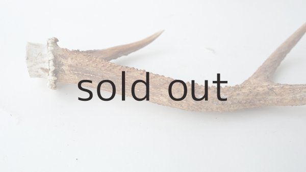 画像4: デコール用二ホンジカの角 (4)