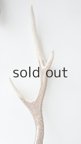 画像3: デコール用二ホンジカの角 (3)