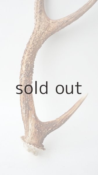 画像2: デコール用二ホンジカの角 (2)