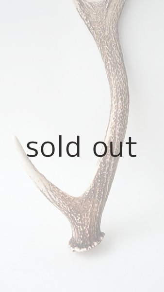 画像2: デコール用二ホンジカの角 (2)