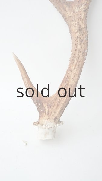 画像2: デコール用二ホンジカの角 (2)