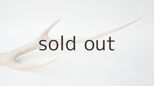 画像5: デコール用二ホンジカの角 (5)