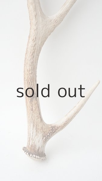 画像2: デコール用二ホンジカの角 (2)