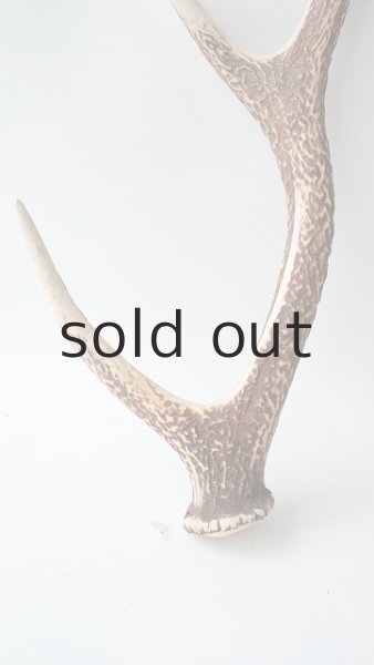 画像2: デコール用二ホンジカの角 (2)