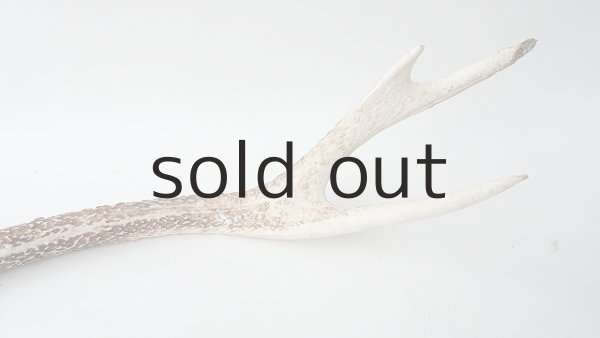 画像6: デコール用二ホンジカの角 (6)