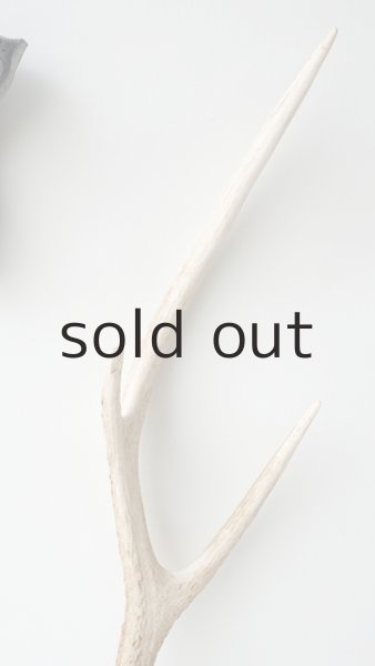 画像3: デコール用二ホンジカの角 (3)