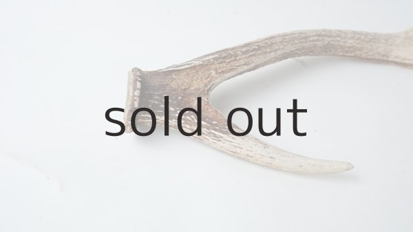 画像4: デコール用二ホンジカの角 (4)