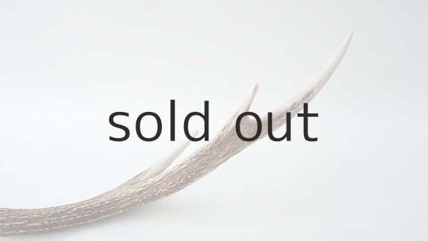 画像5: デコール用二ホンジカの角 (5)