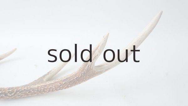 画像5: デコール用二ホンジカの角 (5)