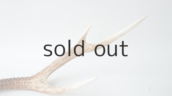 画像5: デコール用二ホンジカの角 (5)