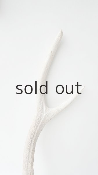 画像3: デコール用二ホンジカの角 (3)