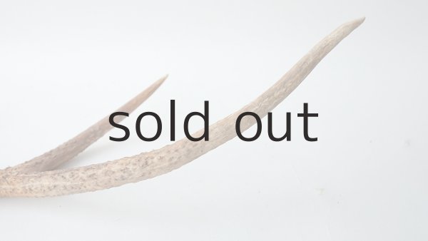 画像5: デコール用二ホンジカの角 (5)