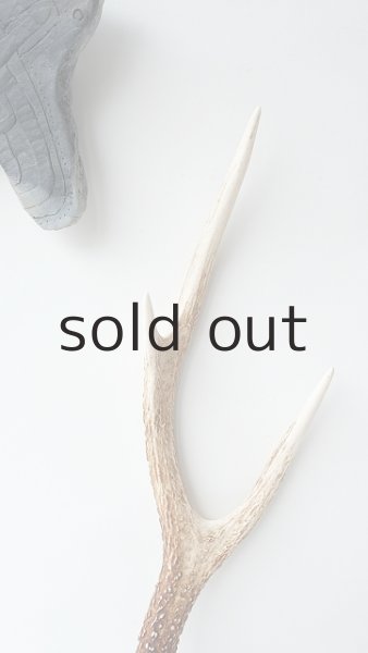 画像3: デコール用二ホンジカの角 (3)