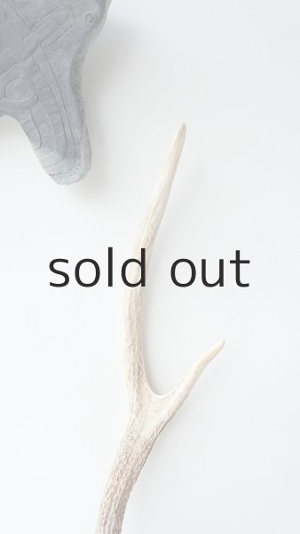 画像3: デコール用二ホンジカの角 (3)