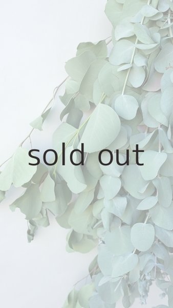 画像4: Dry plants for decor ユーカリ2種シンプルスワッグ (4)