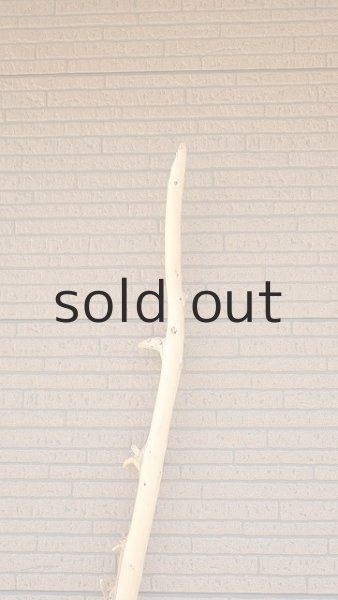 画像5: 棒流木・長尺 (5)