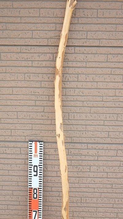 画像1: 棒流木・長尺