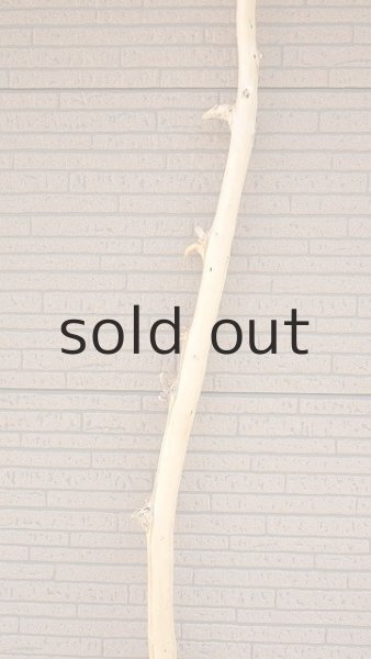 画像4: 棒流木・長尺 (4)