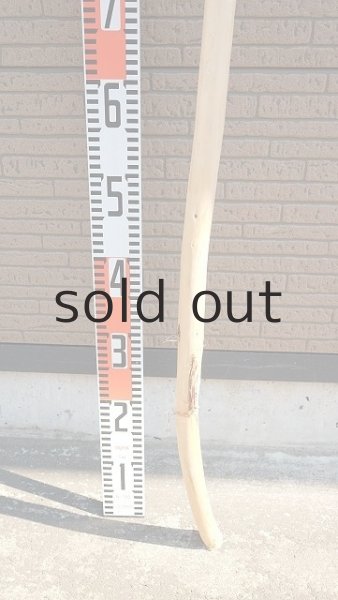 画像5: 棒流木・長尺 (5)