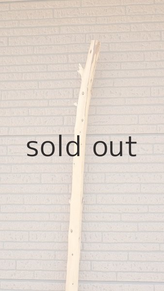 画像5: 棒流木・長尺 (5)